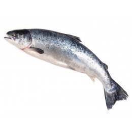 º Атлантический лосось (Семга) 3-4 кг, охлажденный с головой, потрошеный 