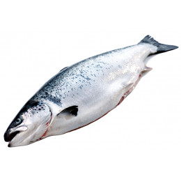 º Атлантический лосось (Семга) 5-6 кг, охлажденный с головой, потрошеный 