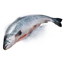 º Атлантический лосось (Семга) 4-5 кг, охлажденный с головой, потрошеный 