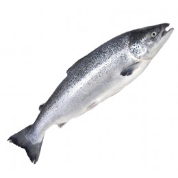 º Атлантический лосось (Семга) 7-8 кг, охлажденный с головой, потрошеный 