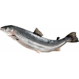 º Атлантический лосось (Семга) 8-9 кг, охлажденный с головой, потрошеный 