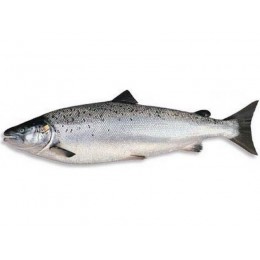 º Атлантический лосось (Семга) 6-7 кг, охлажденный с головой, потрошеный 